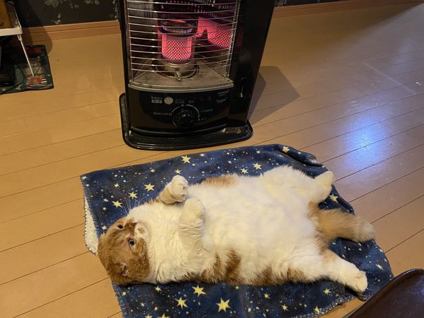 ▲▼貓咪在暖爐前享受貓生。（圖／翻攝自Twitter／@ponta_master）