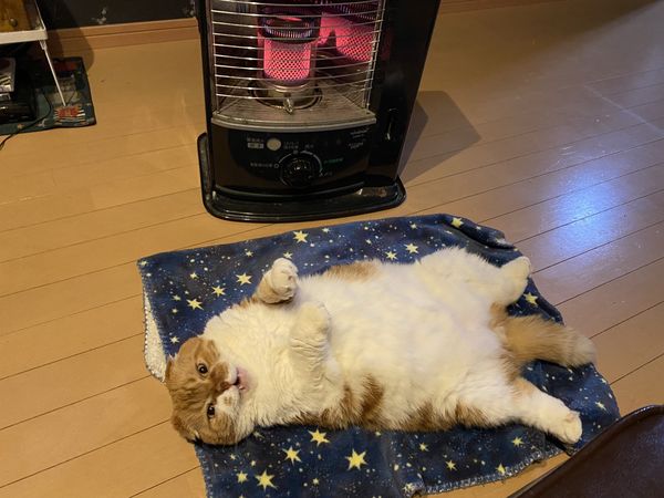 ▲▼貓咪在暖爐前享受貓生。（圖／翻攝自Twitter／@ponta_master）
