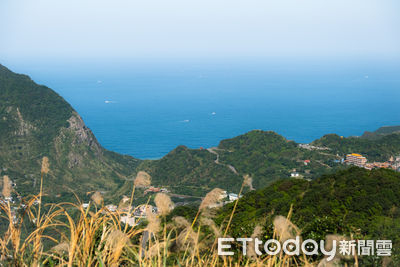 秋芒倒數！銀浪飛舞配無敵海景　本山礦場、不厭亭都被芒草包圍