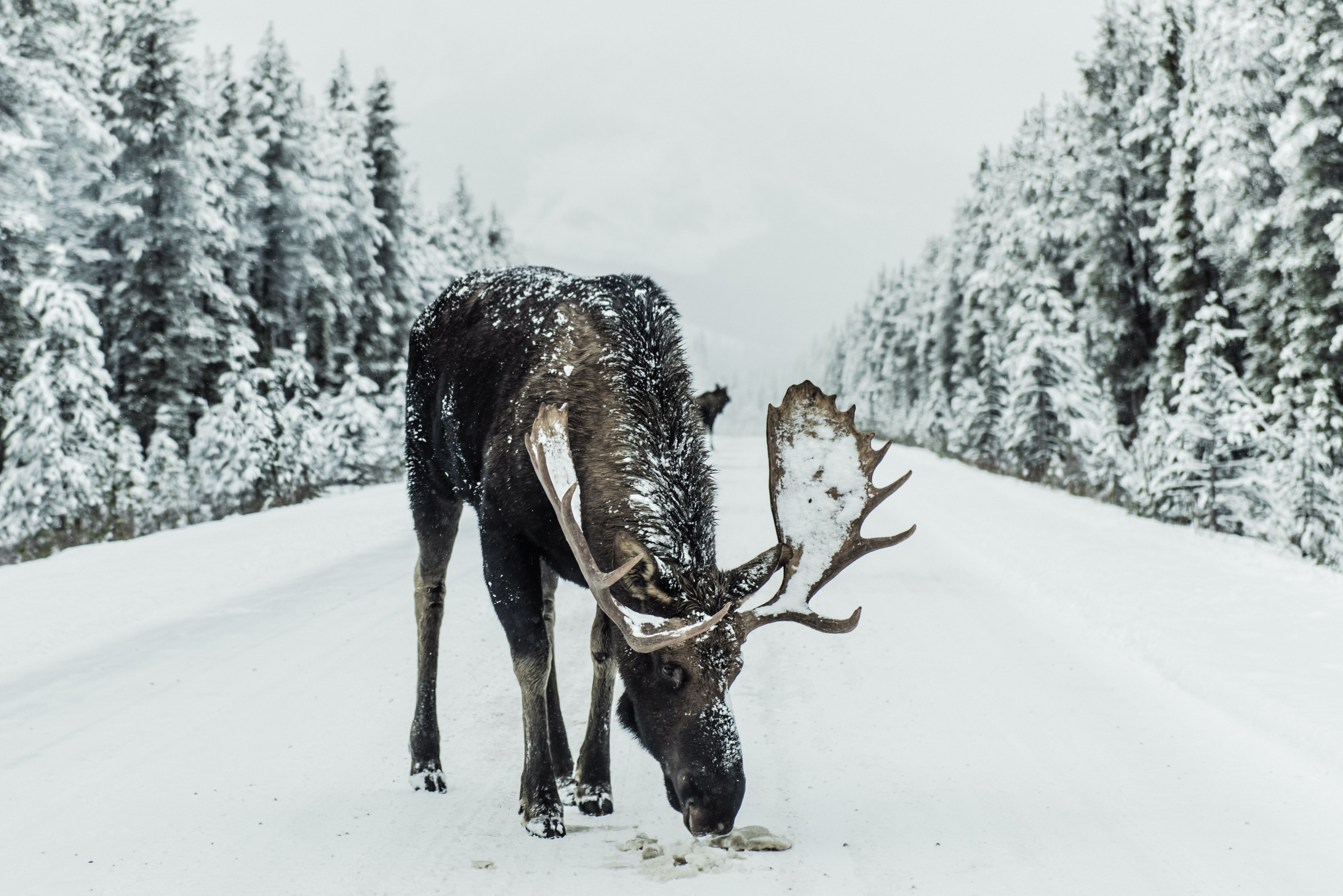 ▲▼駝鹿,野生動物。（圖／取自免費圖庫Unsplash）