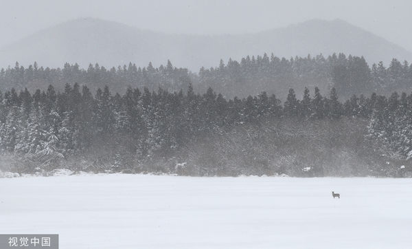 ▲▼濟州島西歸浦市23日降下暴雪，獐正在牧場尋找食物。（圖／CFP）