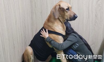 高山犬可可出門當媽媽保鑣、安撫恐慌症女孩　溫柔身影成追憶