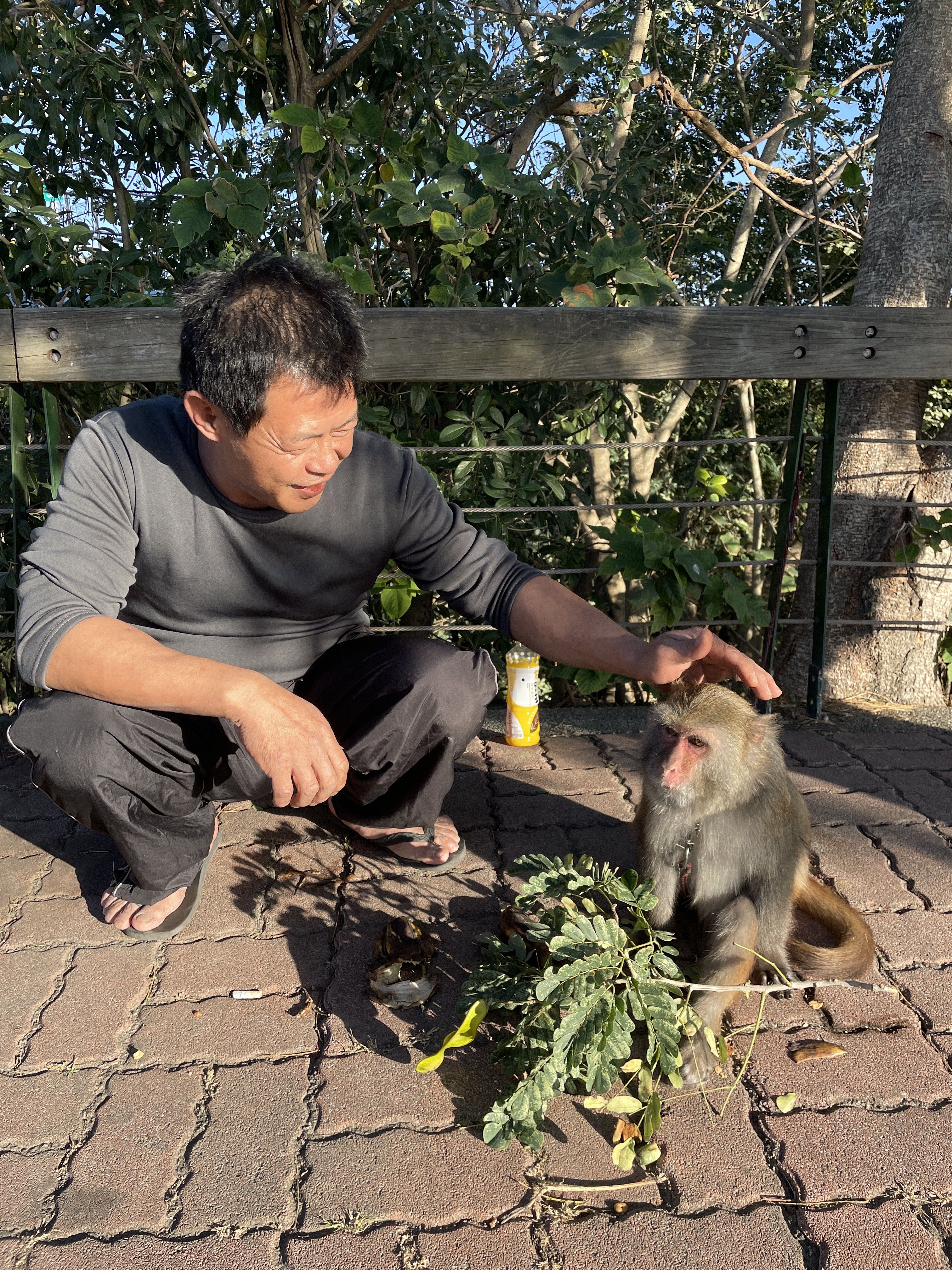 ▲▼ 嘉義縣東石鄉有隻流浪獼猴照顧的小黑狗，今天早上被發現掛在樹上已死亡。（圖／記者翁伊森翻攝）