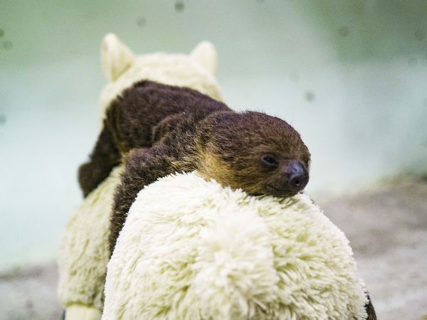 ▲樹懶。（圖／台北市立動物園提供）