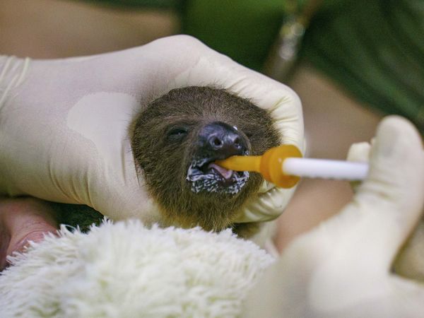 ▲樹懶。（圖／台北市立動物園提供）