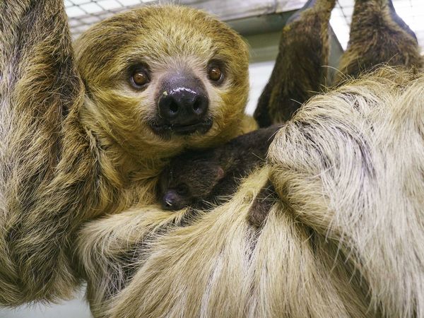 ▲樹懶。（圖／台北市立動物園提供）