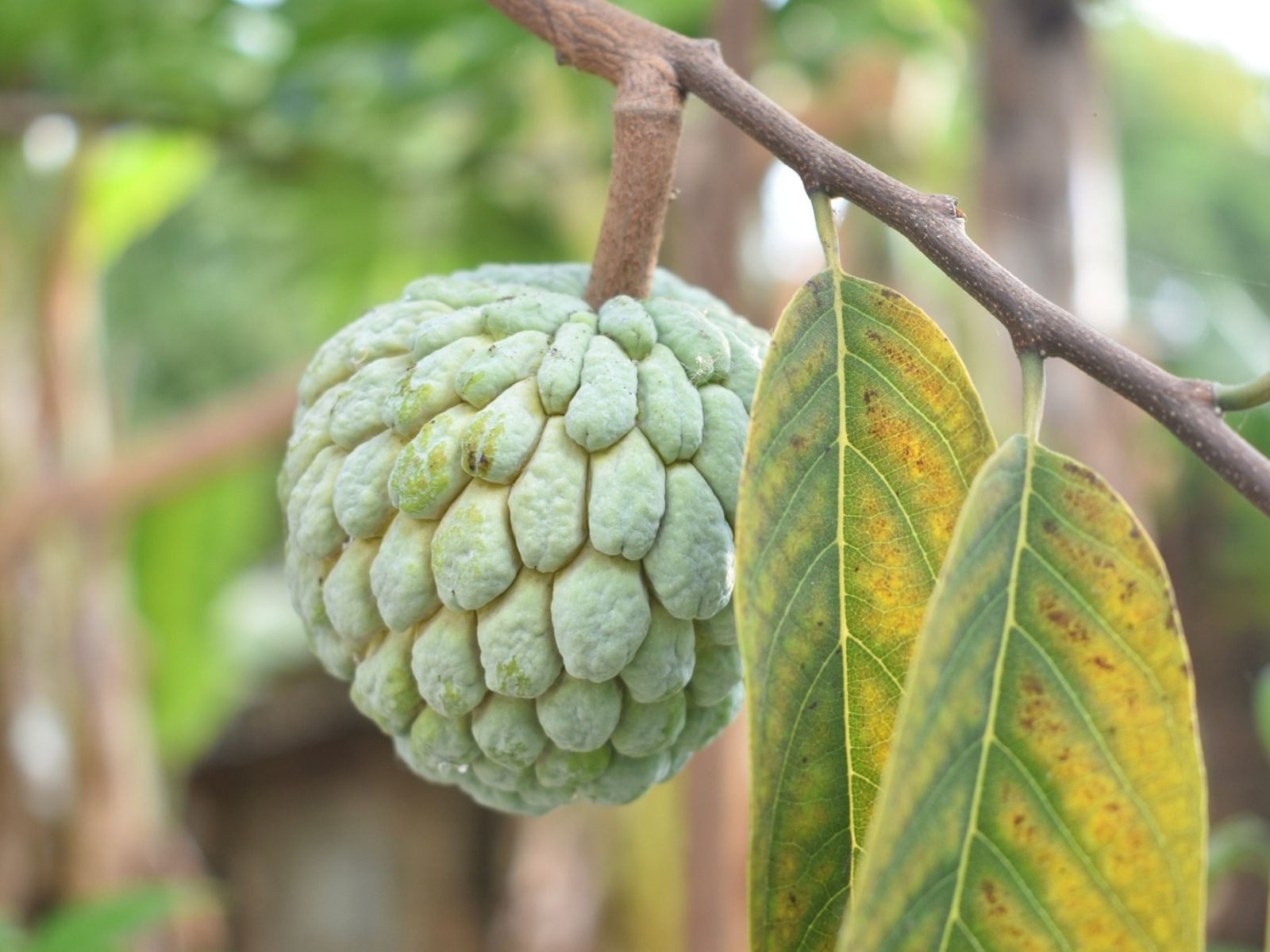 ▲▼營養師曝「吃釋迦好處」。（圖／Unsplash、Pixabay）