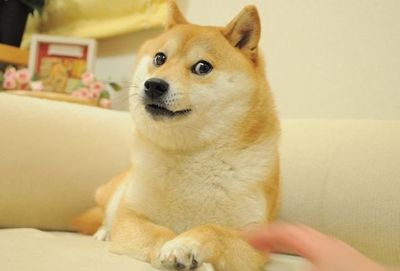 剛過17歲生日！「迷因始祖Doge」柴犬本尊命危　媽淚求粉絲幫集氣