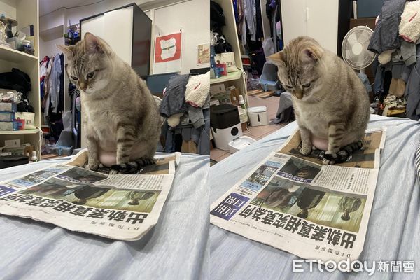 ▲貓咪低頭看報紙「擠出霹靂腰包」　千人見紙上標題笑了：懂看八卦。（圖／飼主許紐斯提供）