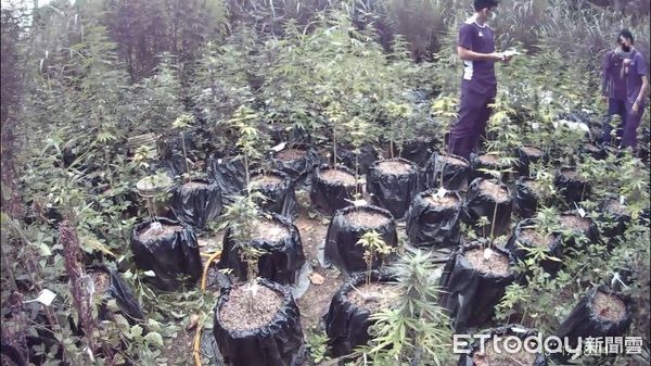 ▲保三總隊27日宣布破獲越籍移工梅文林種植大麻田並販售大麻案件，查扣大麻成品、菸絲13公斤，植株133株。（圖／記者張君豪翻攝）