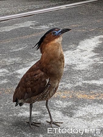 ▲大笨鳥叼「長尾自助餐」現身信義區　仰頭一口吞下嚇壞他：剩小腿。（圖／拍攝者廖士元提供）