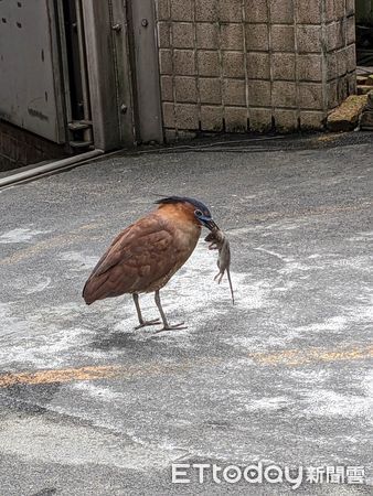 ▲大笨鳥叼「長尾自助餐」現身信義區　仰頭一口吞下嚇壞他：剩小腿。（圖／拍攝者廖士元提供）