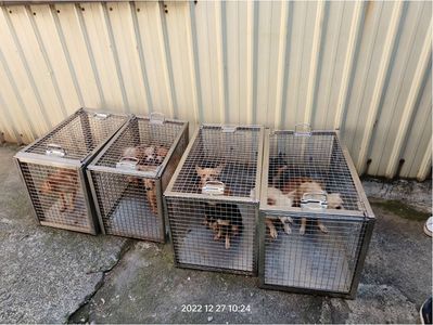 狗快死就拋棄路邊！惡飼主8坪小房塞14吉娃娃　滿地屎尿1周只餵1次