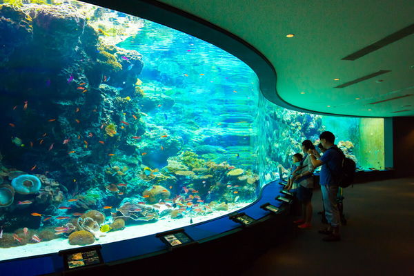 ▲▼沖繩美麗海水族館攻略。（圖／好好玩）