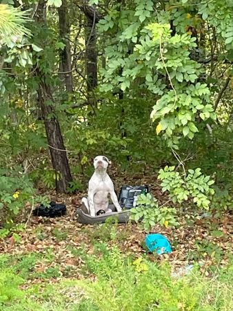 ▲▼8個月大連家當被丟棄樹林　汪「孤獨坐狗床」背影令人鼻酸。（圖／翻攝自Humans and Animals United粉專）