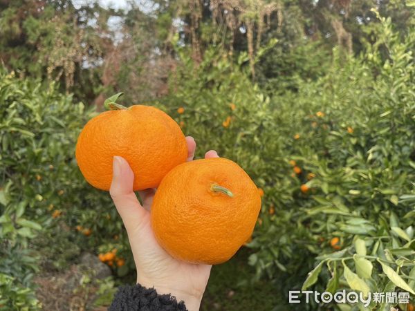 ▲▼濟州島有林橘園,採橘子。（圖／記者周姈姈攝）