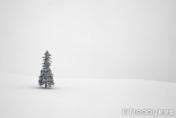 ▲▼北海道美瑛聖誕樹，美瑛聖誕之樹，美瑛聖誕樹禁止進入。（圖／記者蔡玟君攝）