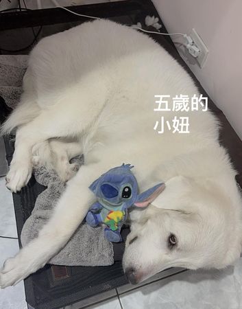 ▲大白熊犬吹氣球暴長　他見懷中「完好史迪奇」超驚訝：竟然還活著。（圖／有點毛毛的／飼主陳快樂提供）