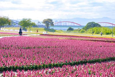 古亭4千坪花海開催！夜間「愛心拱門」超浪漫　兔子燈隱身其中