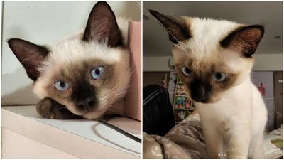 暹羅貓是驚喜包!毛色四季不一樣 超黏人還有「天然鬥雞眼」萌翻