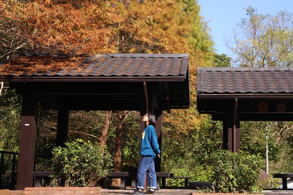 ▲南港九如社區內的麗山農民廣場落羽松,日式風格的涼亭、雙心造型跳石及溪畔步道。（圖／大地處提供）