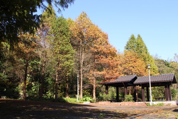 ▲南港九如社區內的麗山農民廣場落羽松,日式風格的涼亭、雙心造型跳石及溪畔步道。（圖／大地處提供）