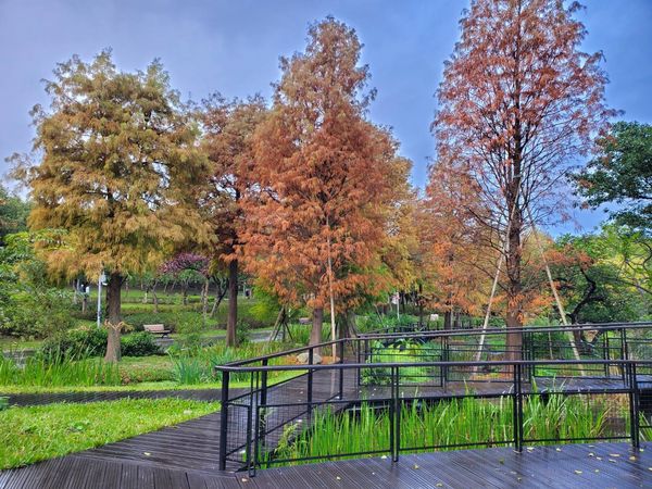 ▲大安森林公園落羽松步道轉紅。（圖／公園處提供）