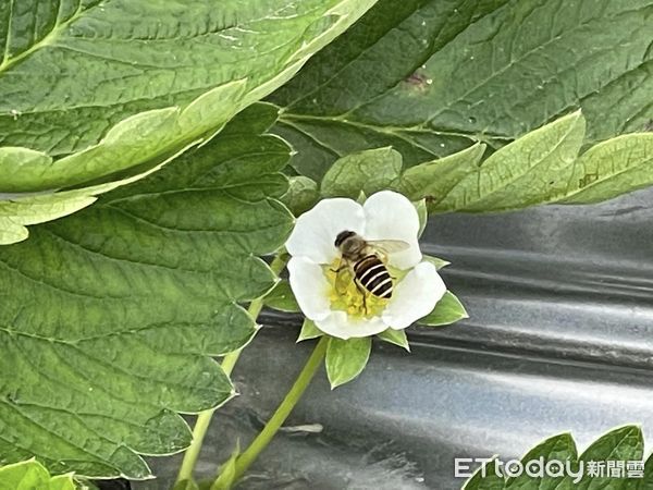 ▲▼益菌無毒栽培草莓採取「以菌制菌」的方式來抑制草莓生長環境中的害菌，可提升草莓品質又能減少使用農藥，值得推廣。（圖／記者蔡文淵翻攝）