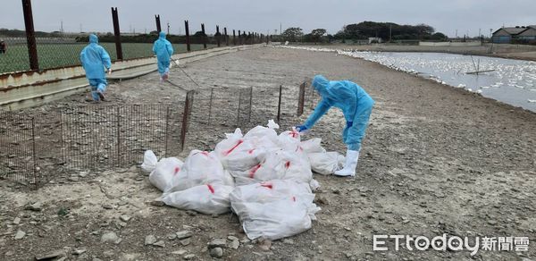 ▲▼     禽流感        。（圖／記者唐詠絮翻攝）