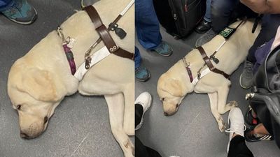 導盲犬車廂內累趴！眾乘客用腳「圍成守護陣」讓牠好好睡