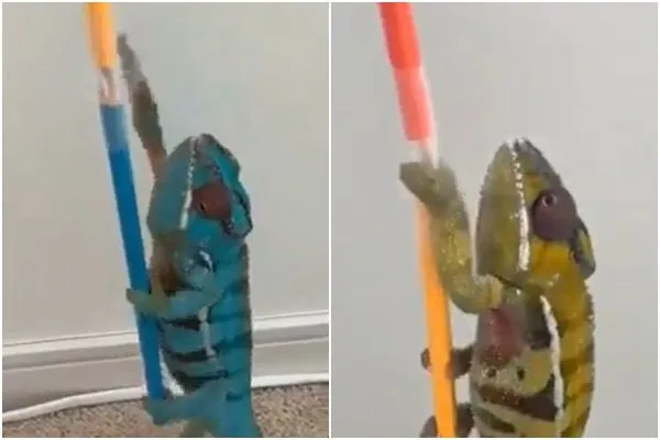 ▲▼印度議員po出變色龍影片諷刺政敵。（圖／翻攝推特）