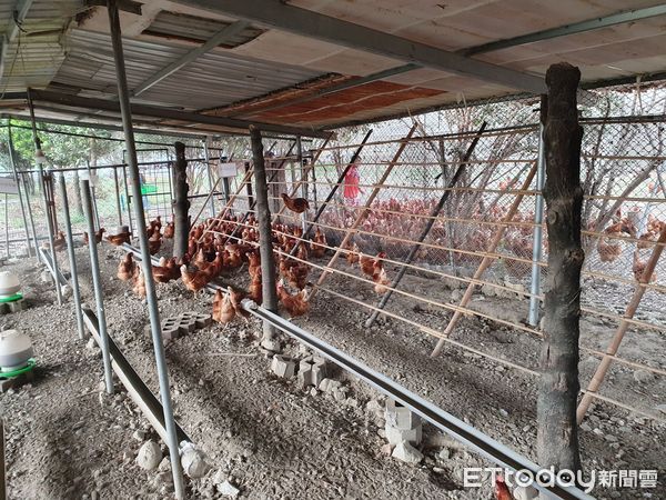 ▲順安康復之家推出有機「樂福蛋」        。（圖／記者陳崑福翻攝，下同）