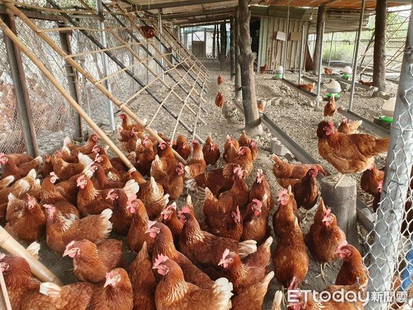 ▲順安康復之家推出有機「樂福蛋」        。（圖／記者陳崑福翻攝，下同）