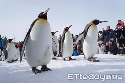 冬季限定1天2場！北海道旭山動物園近距離看企鵝遊行