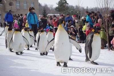 快訊／北海道「旭山動物園」員工棄屍！　妻子屍體丟園內焚化爐