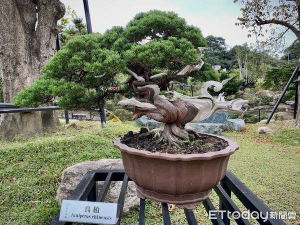 ▲蘇家莊園,大溪旅遊,瓦萊黑鼻羊,羊駝。（圖／記者彭懷玉攝）