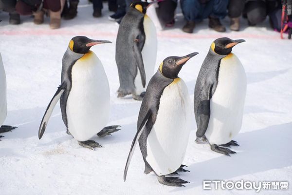 ▲切記一個要點，企鵝遊行時，所有的觀賞者都要站在紅線外哦。（圖／記者陳詩璧攝）