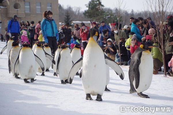 ▲企鵝遊行時，都會有一隻帶頭，其他的企鵝跟在後頭。（圖／記者陳詩璧攝）