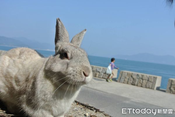 ▲島上隨處都能看到兔子，下碼頭的路邊就能看到可愛又迷人的兔兔。（圖／記者陳詩璧攝）