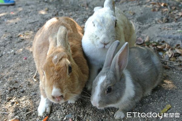 ▲兔兔島上禁止攜帶兔子進出，其他寵物也禁止登島。（圖／記者陳詩璧攝）