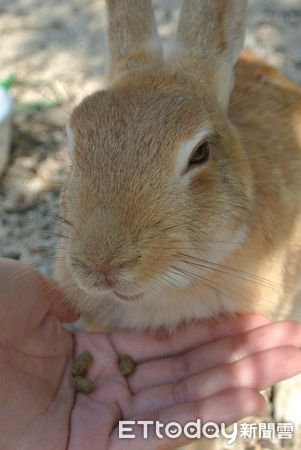 ▲兔兔島上的兔子很親人，只要手上拿著飼料、紅蘿蔔或是高麗菜，兔子都會主動靠近。（圖／記者陳詩璧攝）