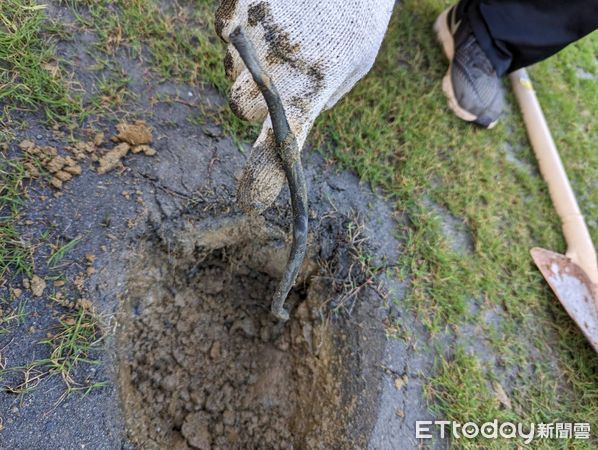 ▲新竹棒球場外野草皮挖出磚頭石頭廢電纜。（圖／新竹市府提供）