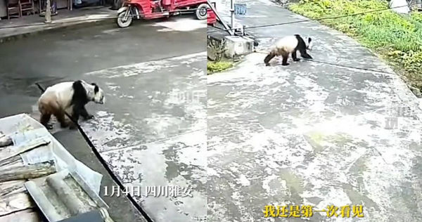 四川一名婦人在自家後院洗菜時，突然發現一隻熊貓走了出來，且還與她四目相對，把她嚇了一跳。（圖／翻攝四川觀察）