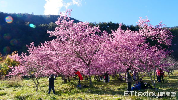 ▲▼武陵農場櫻花季疏運2/7登場。（圖／公路總局）