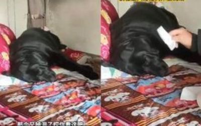 主人過世!黑汪無法接受「2天不吃不喝狂流淚」 堅持趴爸床不走