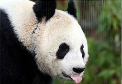 人工受孕失敗8次!愛丁堡動物2貓熊「陽光」、「甜甜」將返陸