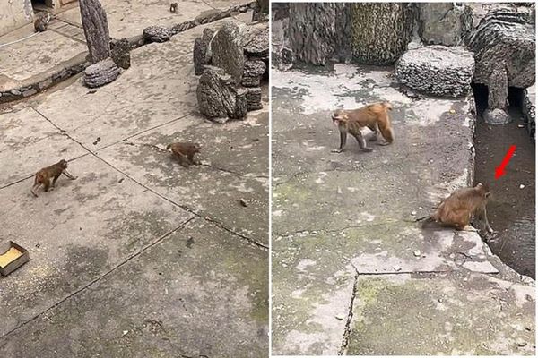 中國猴子超狼性！不爽老鼠偷吃菜，對牠狠虐「浸鼠籠」要活活淹死。（翻自《每日郵報》）