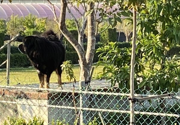 ▲▼ 郵差送信遭3獒犬「狂啃大噴血」，動保處開罰了！飼主最高噴15萬。（圖／記者賴文萱翻攝）