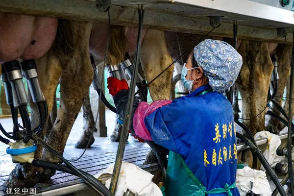 ▲內蒙古乳牛養殖戶。（圖／CFP）