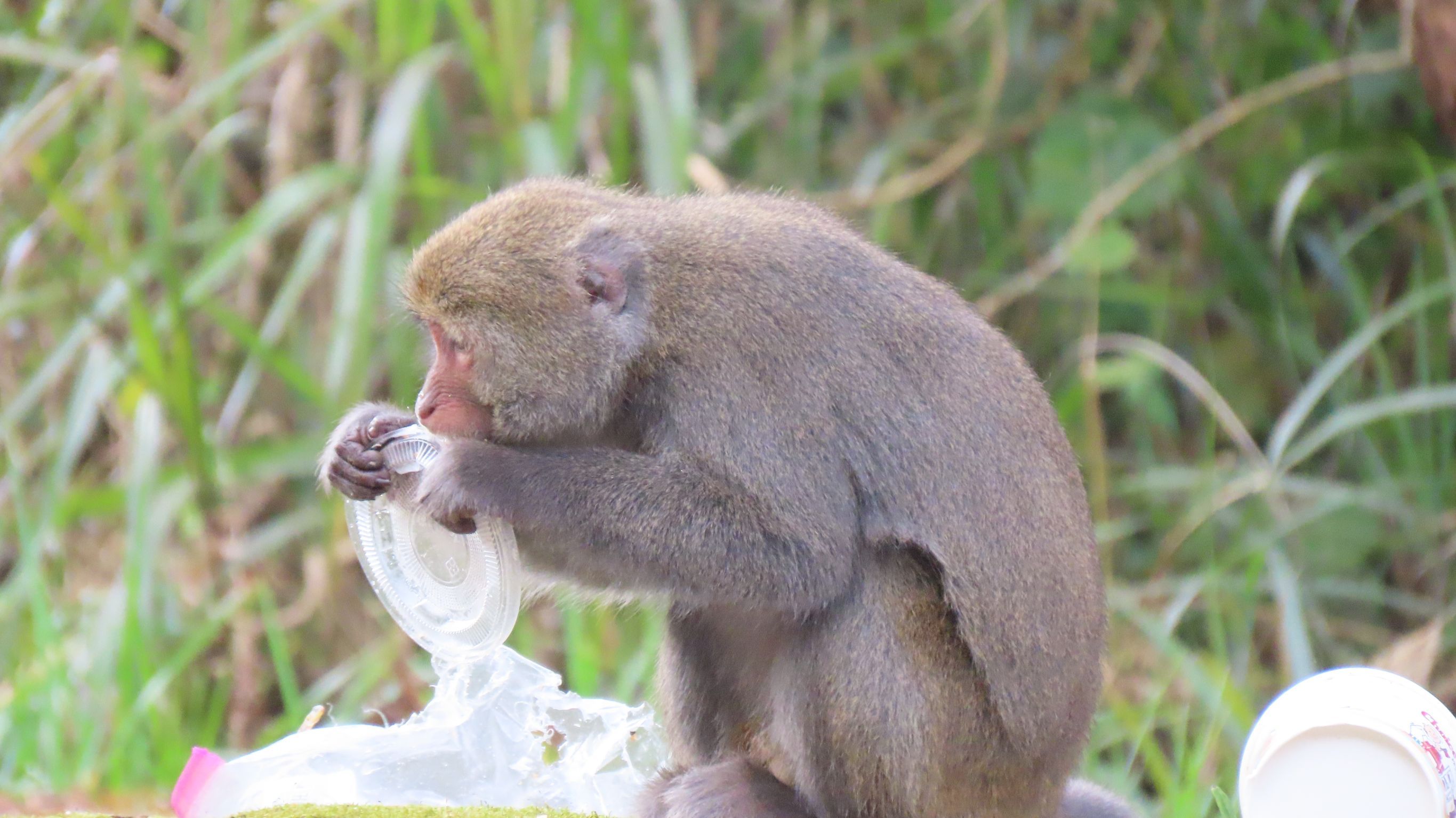 ▲▼攝影師在玉山國家公園塔塔加園區拍下山羌，以及啃食塑膠袋的台灣獼猴。（圖／生態觀察家暨攝影師蘇家弘提供）